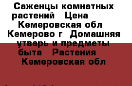 Саженцы комнатных растений › Цена ­ 300 - Кемеровская обл., Кемерово г. Домашняя утварь и предметы быта » Растения   . Кемеровская обл.